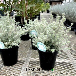 EGXgMAiX[L[zCgj 5 |bgc 1   I[XgA[Y}[ Westringia Coastal rosemary,Australian rosemary