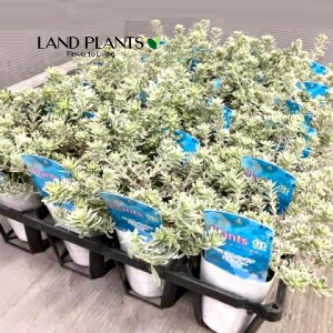 yP[X̔F24z EGXgMAiX[L[zCgj 2.5 |bgc 24   I[XgA[Y}[ Westringia Coastal rosemary,Australian rosemary