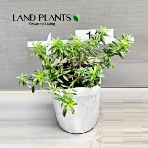 EGXgMAiu[WFFΗtj 3 |bgc 1 I[XgA[Y}[ Westringia Coastal rosemary,Australian rosemary