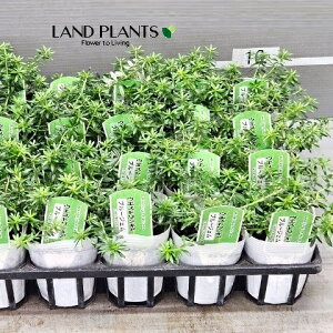 yP[X̔F24z EGXgMAiu[WFFΗtj 3 |bgc 24 I[XgA[Y}[ Westringia Coastal rosemary,Australian rosemary