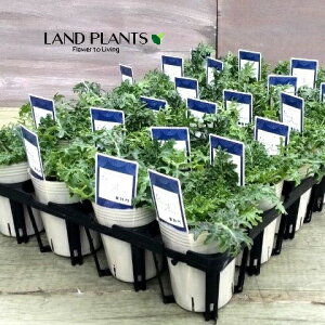 yP[X̔F24z tOi[XEBOj 2.5 |bgc 24 ~jtO t{^ n{^ Brassica oleracea var. acephala