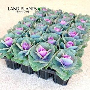 yP[X̔F24z tOiEB^[`F[j 2.5 |bgc 24 ~jtO t{^ n{^ Brassica oleracea var. acephala