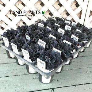 yP[X̔F24z tOipjGj 2.5 |bgc 24 ~jtO t{^ n{^ Brassica oleracea var. acephala