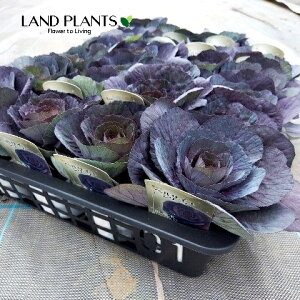 yP[X̔F24z tOixTCEubNVAj 3.5 |bgc 24 ~jtO t{^ n{^ Brassica oleracea var. acephala