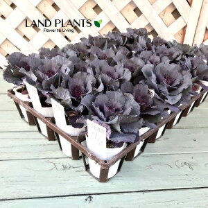 yP[X̔F24z tOih`Fp[vj 2.5 |bgc 24 ~jtO t{^ n{^ Brassica oleracea var. acephala