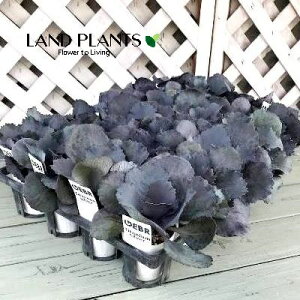 yP[X̔F24z tOi`^jEVo[j 2.5 |bgc 24 ~jtO t{^ n{^ Brassica oleracea var. acephala