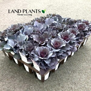 yP[X̔F24z tOi`^jEVo[ApjGAuAgubNAh`Fp[vj 2.5 |bgc 24 ~jtO t{^ n{^ Brassica oleracea var. acephala
