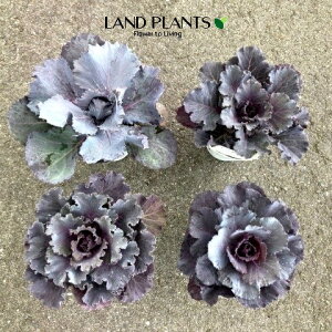 yP[X̔F24z tOi`^jEVo[ApjGAuAgubNAh`Fp[vj 2.5 |bgc 24 ~jtO t{^ n{^ Brassica oleracea var. acephala