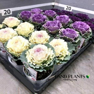 yP[X̔F24z tOifBj 3.5 |bgc 24 ~jtO t{^ n{^ Brassica oleracea var. acephala
