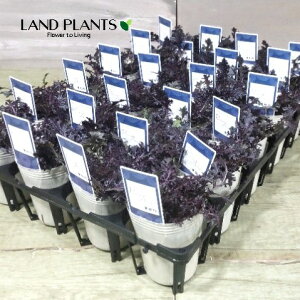 yP[X̔F24z tOi[XEBOFj 2.5 |bgc 24 ~jtO t{^ n{^ Brassica oleracea var. acephala