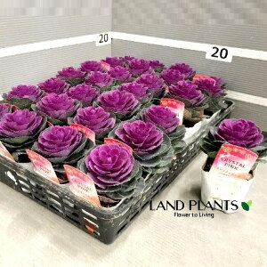 yP[X̔F28z tOiELqFkM܁j 3 |bgc 28 ~jtO t{^ n{^ Brassica oleracea var. acephala