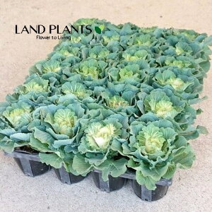 yP[X̔F24z tOizCgfB[j 3 |bgc 24 ~jtO t{^ n{^ Brassica oleracea var. acephala