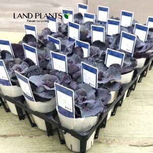 yP[X̔F24z tOiu[[Yj 2.5 |bgc 24 ~jtO t{^ n{^ Brassica oleracea var. acephala