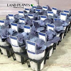 yP[X̔F24z tOiu[bhj 2.5 |bgc 24 ~jtO t{^ n{^ Brassica oleracea var. acephala