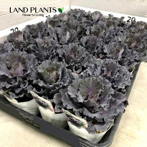 yP[X̔F24z tOiubN[tj 3.5 |bgc 24 ~jtO t{^ n{^ Brassica oleracea var. acephala