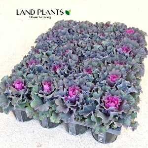 yP[X̔F24z tOit@[XgfBj 3 |bgc 24 ~jtO t{^ n{^ Brassica oleracea var. acephala