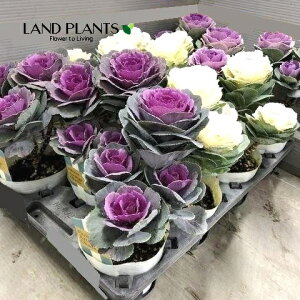 yP[X̔F11z tOiIhj 4 |bgc 11 ~jtO t{^ n{^ Brassica oleracea var. acephala