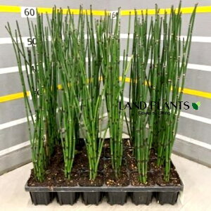 gNTiuj 3 |bgc 1 G_E`gNT u ؑ  n~KLNT Equisetum hyemale