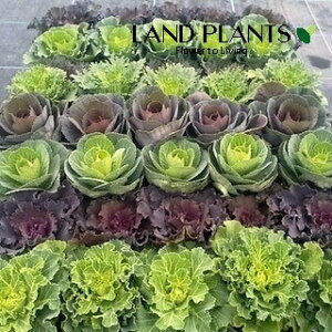 yP[X̔F24z tOifBEtFU[E܂ǂE[uj 3 |bgc 24 ~jtO t{^ n{^ Brassica oleracea var. acephala