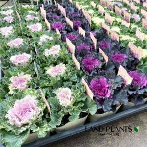 yP[X̔F24z tOi[uj 3.5 |bgc 24 ~jtO t{^ n{^ Brassica oleracea var. acephala