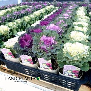 yP[X̔F24z tOibtj 3.5 |bgc 24 ~jtO t{^ n{^ Brassica oleracea var. acephala