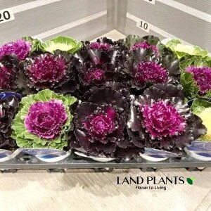 yP[X̔F15z tOi~cRCFۗtj 3.5 |bgc 15 ~jtO t{^ n{^ Brassica oleracea var. acephala