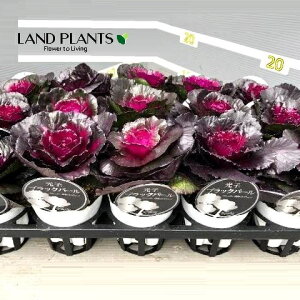 yP[X̔F15z tOi~cRubNp[j 3.5 |bgc 15 ~jtO t{^ n{^ Brassica oleracea var. acephala