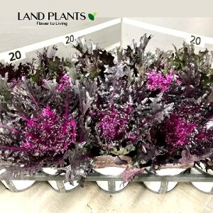 yP[X̔F15z tOi~cRubNXj 3.5 |bgc 15 ~jtO t{^ n{^ Brassica oleracea var. acephala