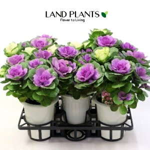 yP[X̔F5z tOiv`iP[FAdāj 6 vX`bN 5 ~jtO t{^ n{^ Brassica oleracea var. acephala