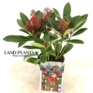 yP[X̔F24z XL~AixFԉԁj 3 vX`bN 24 ~}VL~ ~J Skimmia japonica