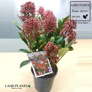 yP[X̔F5z XL~AixFԉԁj 5 vX`bN 5 ~}VL~ ~J Skimmia japonica