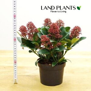 XL~AixFԉԁj 5 vX`bN 1 ~}VL~ ~J Skimmia japonica