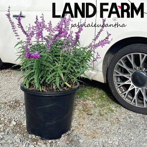 y^cz TrAiEJTj 13 F vX`bN 1 TrAEJT LVJZ[W LVJubVZ[W AWXgZ[W Salvia leucantha