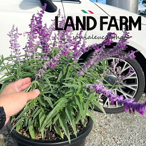 y^cz TrAiEJTj 13 F vX`bN 1 TrAEJT LVJZ[W LVJubVZ[W AWXgZ[W Salvia leucantha