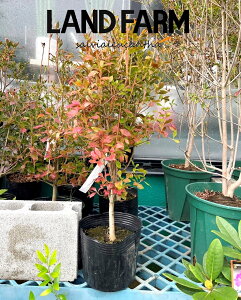 hE_ccWi50cmj 5 |bgc 1 UP VUP t Lt Enkianthus perulatus