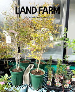 hE_ccWi80cmj 7 |bgc 1 UP VUP t Lt Enkianthus perulatus