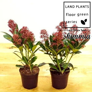 yP[X̔F24z XL~AixFԉԁj 3.5 vX`bN 24 ~}VL~ ~J Skimmia japonica