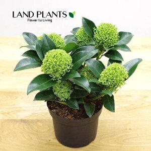 XL~AizCgO[uj 5 vX`bN 1 ~}VL~ ~J Skimmia japonica