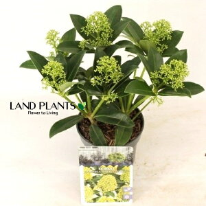 XL~AizCgO[uj 3.5 vX`bN 1 ~}VL~ ~J Skimmia japonica