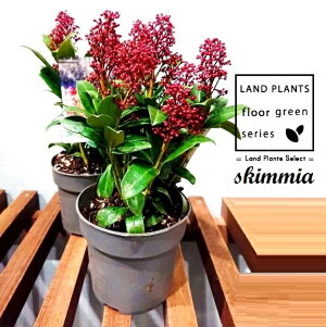 XL~AiZu[VFԉԁj 4.5 vX`bN 1 ~}VL~ ~J Skimmia japonica