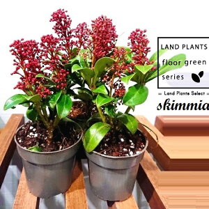 XL~AiZu[VFԉԁj 3.5 vX`bN 1 ~}VL~ ~J Skimmia japonica
