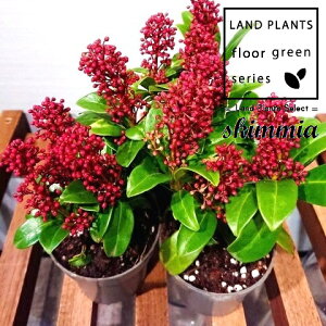 yP[X̔F24z XL~AiZu[VFԉԁj 3.5 vX`bN 24 ~}VL~ ~J Skimmia japonica