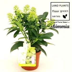 XL~AitB`[j 3.5 vX`bN 1 ~}VL~ ~J Skimmia japonica