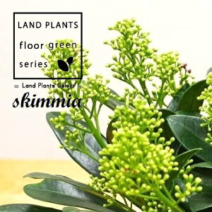 yP[X̔F24z XL~AitB`[j 3.5 vX`bN 24 ~}VL~ ~J Skimmia japonica