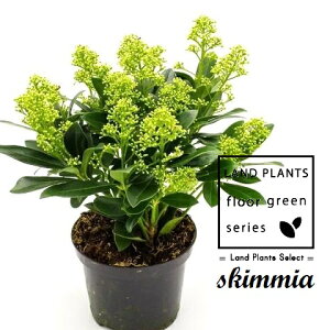 XL~AitB`[j 5 vX`bN 1 ~}VL~ ~J Skimmia japonica