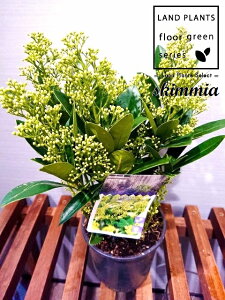 yP[X̔F5z XL~AitB`[j 5 vX`bN 5 ~}VL~ ~J Skimmia japonica