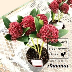XL~Aibhh[tj 3.5 vX`bN 1 ~}VL~ ~J Skimmia japonica