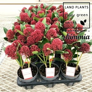 yP[X̔F15z XL~Aibhh[tj 3.5 vX`bN 15 ~}VL~ ~J Skimmia japonica