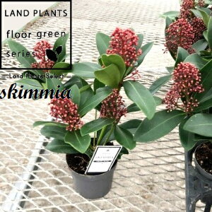 XL~Aixj 3.5 vX`bN 1 ~}VL~ ~J Skimmia japonica