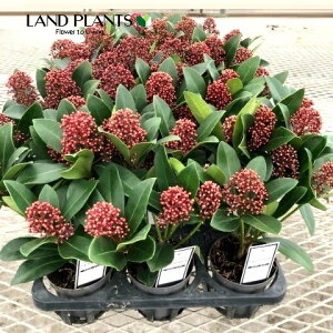 yP[X̔F15z XL~Aixj 3.5 vX`bN 15 ~}VL~ ~J Skimmia japonica